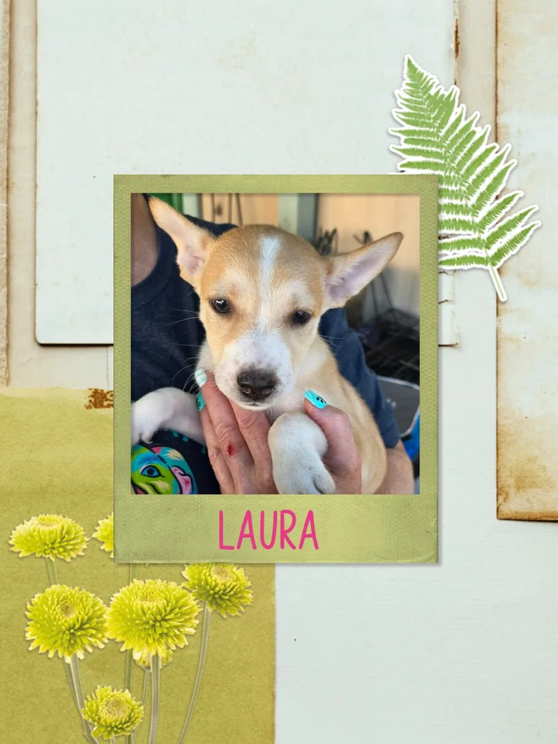 A baby small-sized female Chihuahua dog named Laura for adoption in Eugene, OR