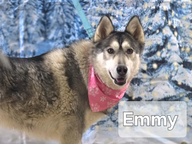 Emmy thumbnail 2