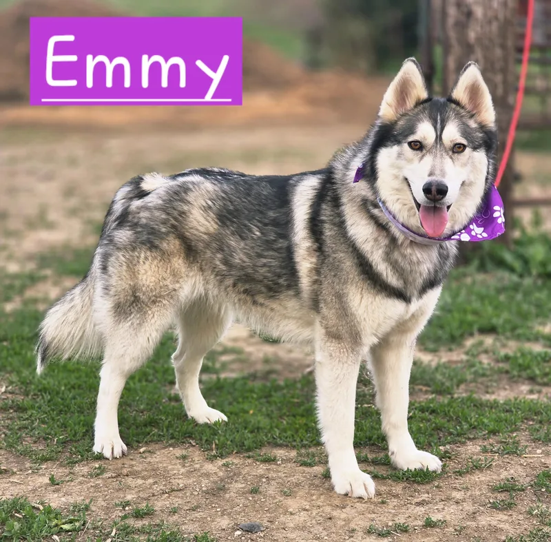 Emmy thumbnail 3