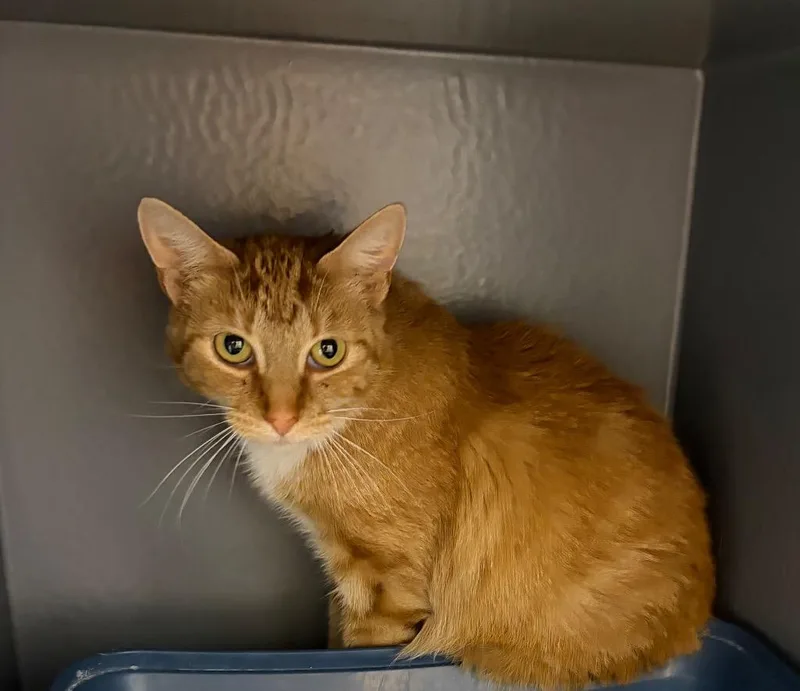 An adult medium-sized female Domestic Short Hair cat named Tigger for adoption in Fort Lupton, CO
