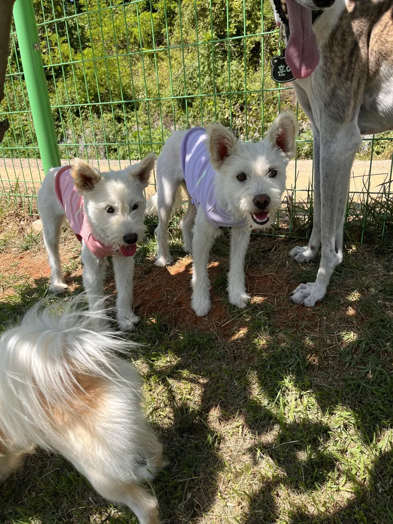 A young small-sized female White / Cream West Highland White Terrier / Westie dog named MIX and MAX for adoption in Springfield, VA