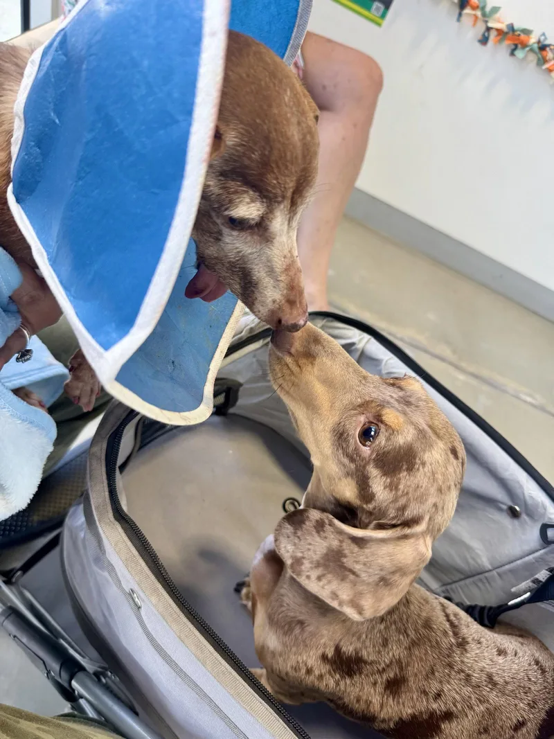 A senior small-sized female Dachshund dog named Dolly for adoption in West Columbia, SC