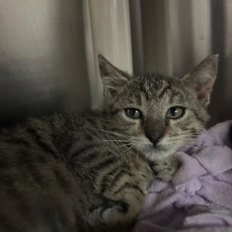 A baby small-sized male Brown / Chocolate Domestic Short Hair cat named Cosmic Brownie for adoption in Pasadena, CA
