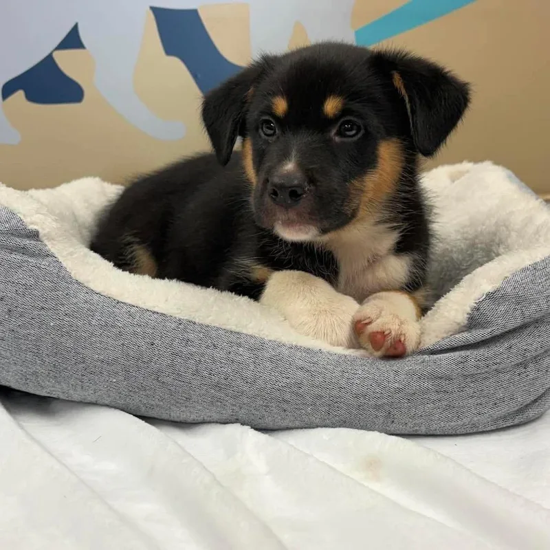 A baby medium-sized male Black Mixed Breed dog named Blake for adoption in Fredericksburg, VA