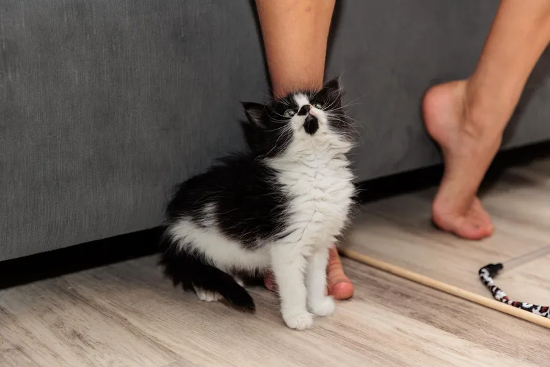 A baby medium-sized female Black & White / Tuxedo Domestic Medium Hair cat named Nena aka Rockstar for adoption in Gainesville, VA