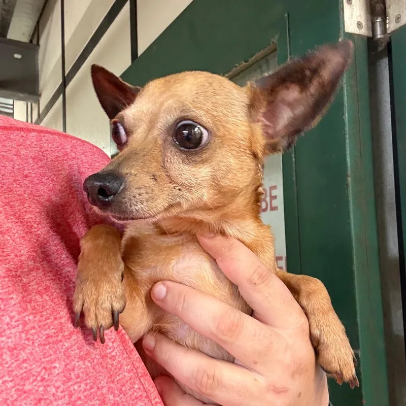 An adult small-sized male Yellow / Tan / Blond / Fawn Chihuahua dog named Ghost Face for adoption in Lake Jackson, TX