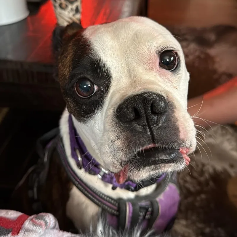 June Bug thumbnail 2