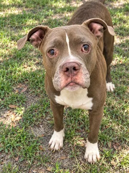 An adult medium-sized male Yellow / Tan / Blond / Fawn Pit Bull Terrier dog named Sawyer for adoption in Inverness, FL