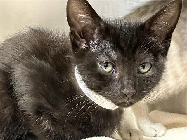 A baby small-sized male Domestic Short Hair cat named Vision for adoption in Tustin, CA