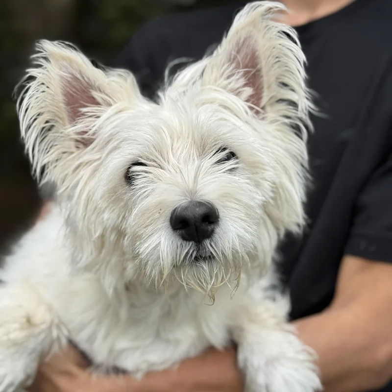 An adult small-sized female West Highland White Terrier / Westie dog named Honey for adoption in Mobile, AL