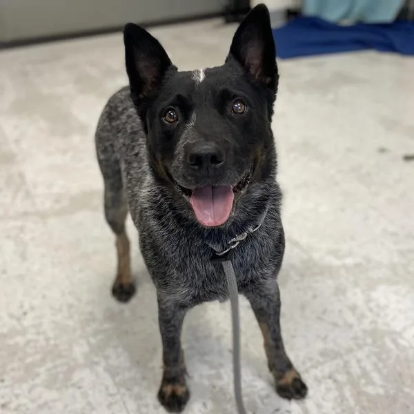 An adult medium-sized male Australian Cattle Dog / Blue Heeler dog named Jay Jay for adoption in Salt Lake City, UT