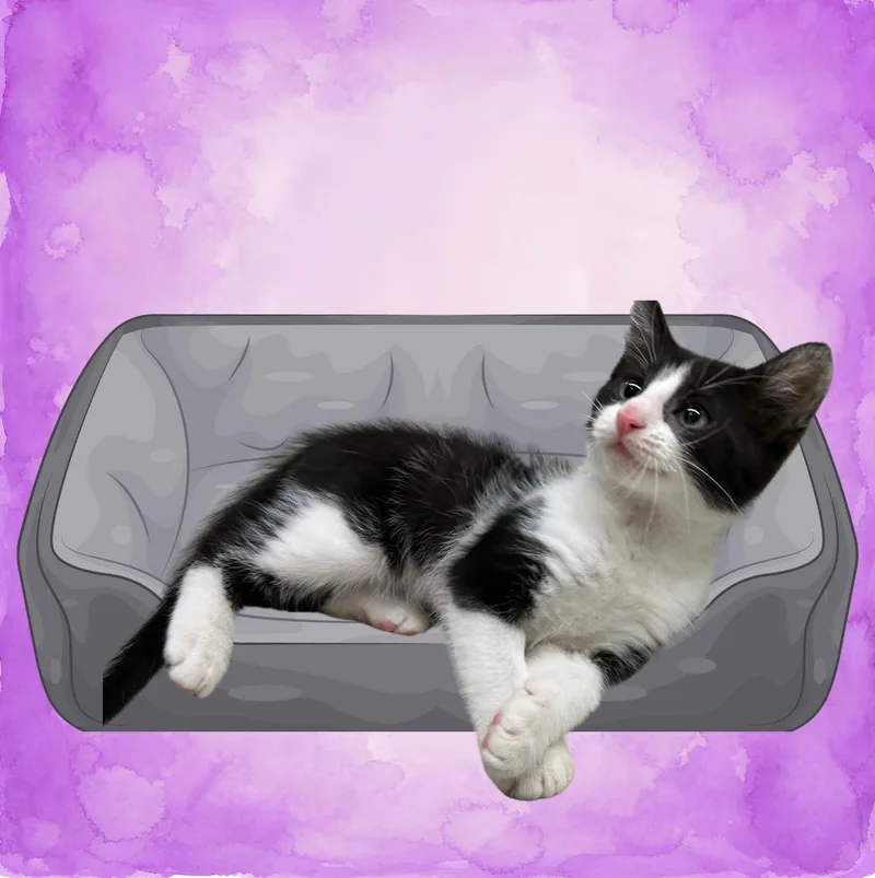 A baby medium-sized male Black & White / Tuxedo Domestic Short Hair cat named Domino for adoption in Ponchatoula, LA