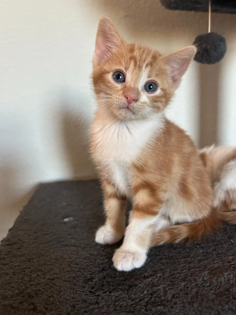 Teddy Graham thumbnail 2