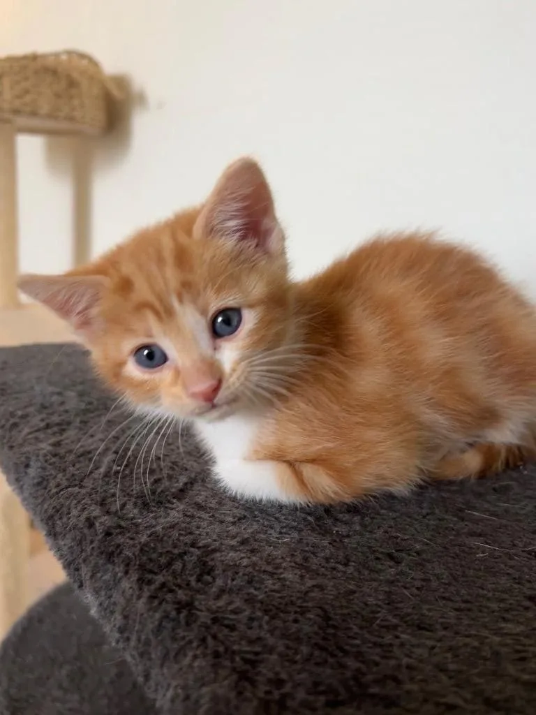 Teddy Graham thumbnail 3