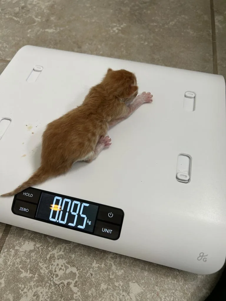 Teddy Graham thumbnail 4