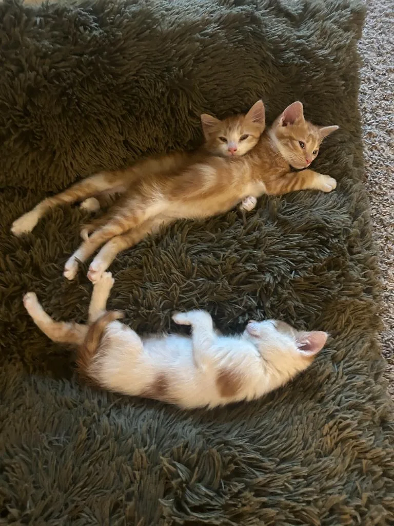 Teddy Graham thumbnail 5