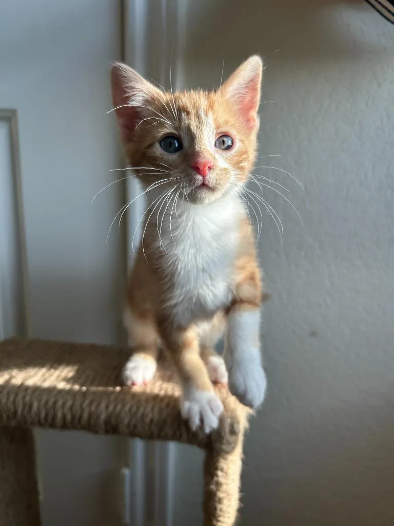 Teddy Graham thumbnail 6