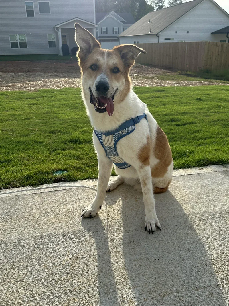 An adult large-sized female Carolina Dog dog named Lauren for adoption in Calhoun, GA