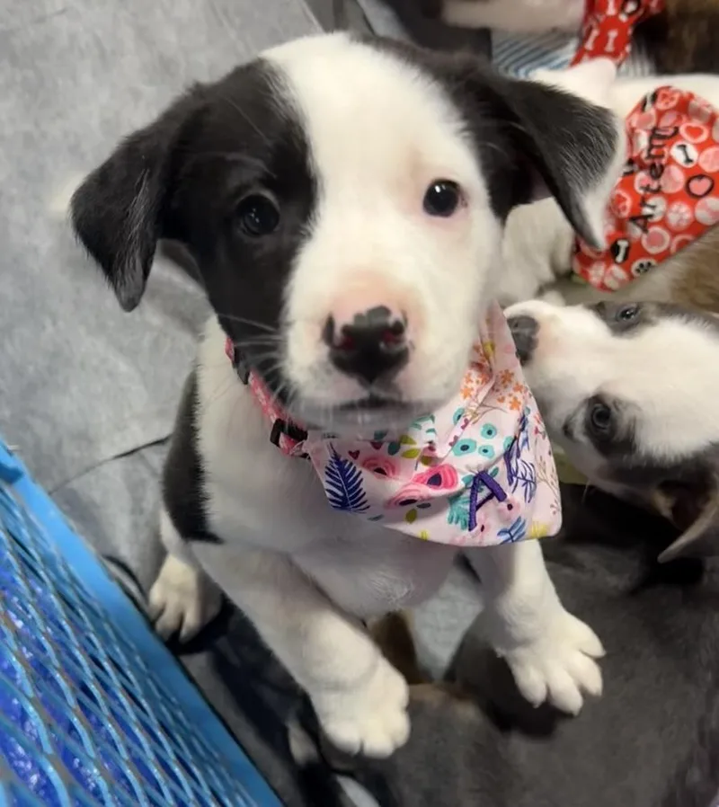 A baby large-sized female Tricolor (Brown, Black, & White) Pit Bull Terrier dog named Ariel for adoption in Warr Acres, OK