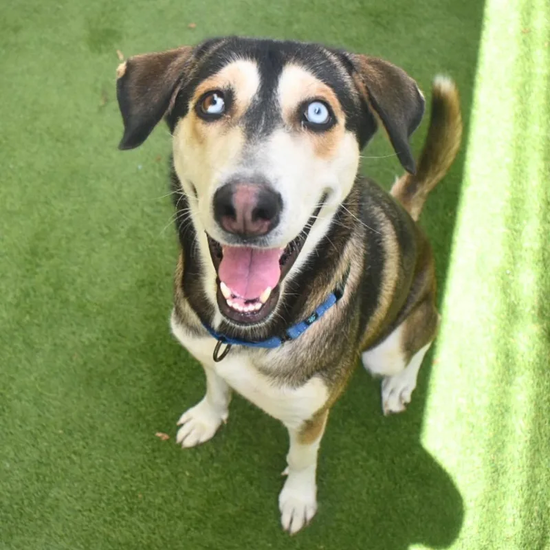A young medium-sized female Siberian Husky dog named Kira for adoption in Saint Petersburg, FL