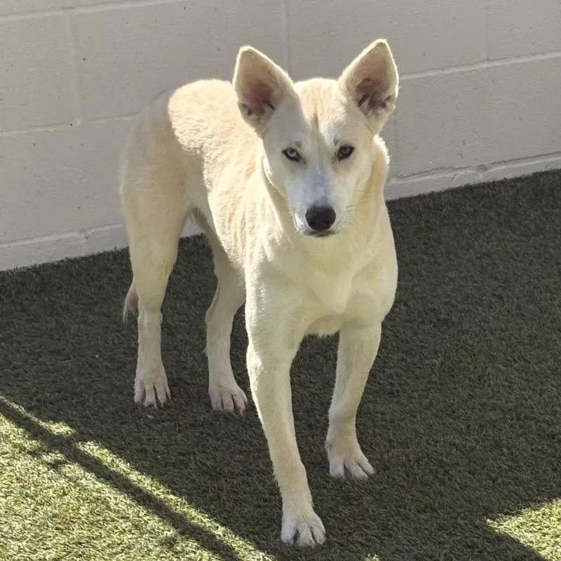 An adult medium-sized female White / Cream Husky dog named Blossom for adoption in LOXAHATCHEE, FL