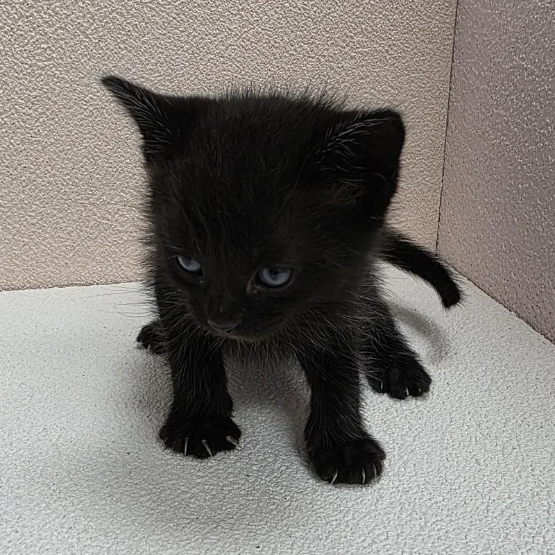 A baby small-sized male Black Domestic Short Hair cat named Coal for adoption in Jupiter, FL