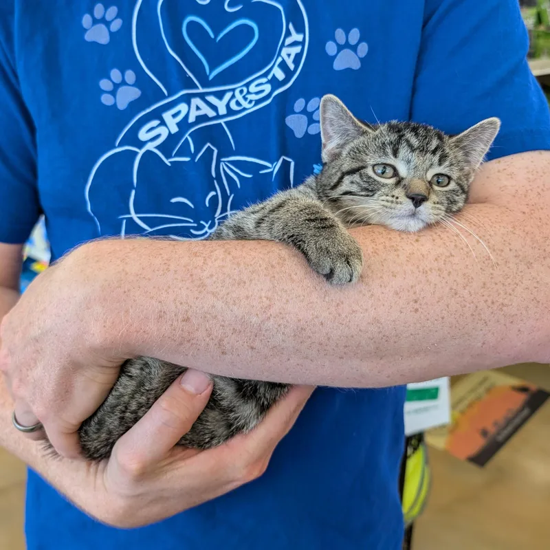 A baby medium-sized female Tabby (Brown / Chocolate) Domestic Short Hair cat named Chrysanthemum for adoption in Grayslake, IL