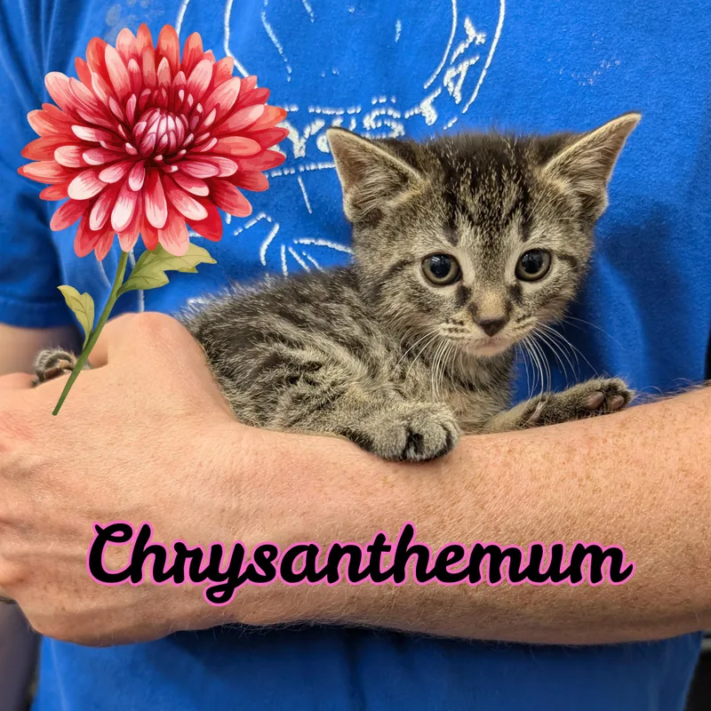 Chrysanthemum thumbnail 3