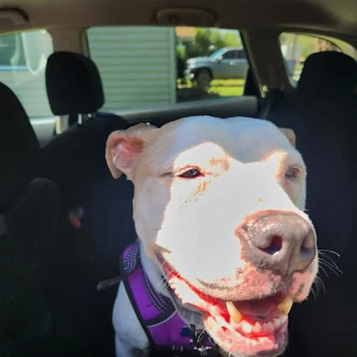 An adult large-sized male Yellow / Tan / Blond / Fawn Pit Bull Terrier dog named Angus for adoption in Memphis, TN