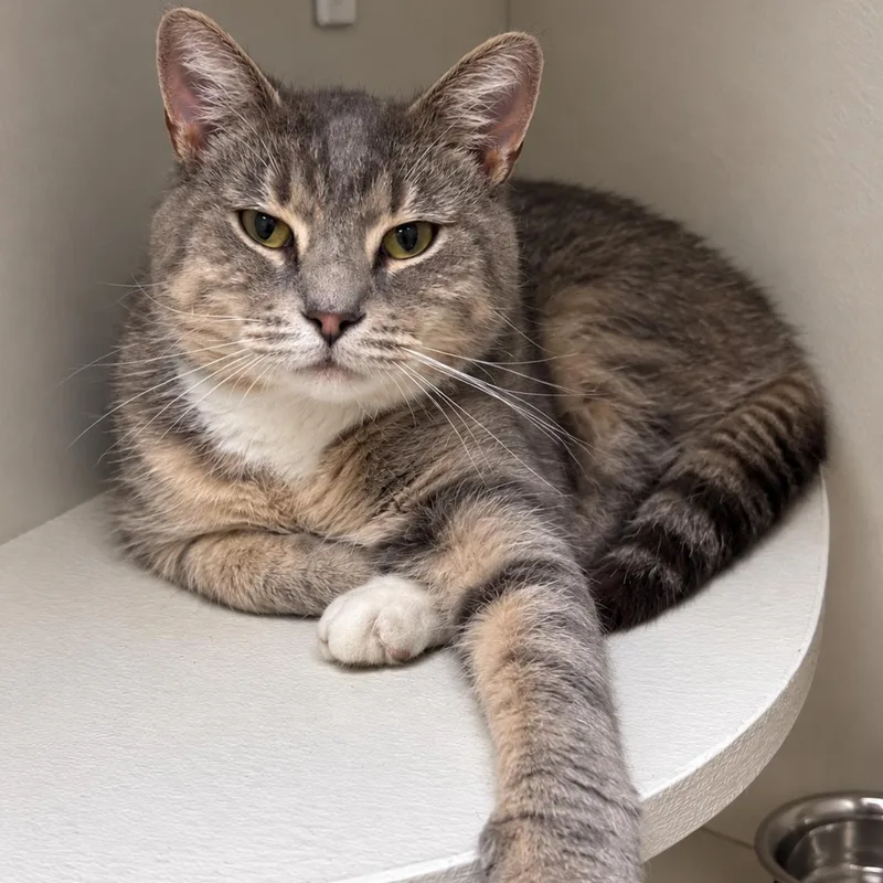 A young medium-sized male Domestic Short Hair cat named Stormy for adoption in New Castle, IN