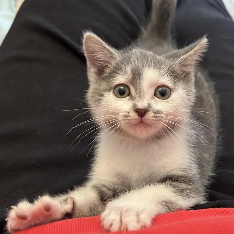 A baby small-sized female Gray / Blue / Silver Domestic Short Hair cat named Cruller for adoption in Bel Air, MD