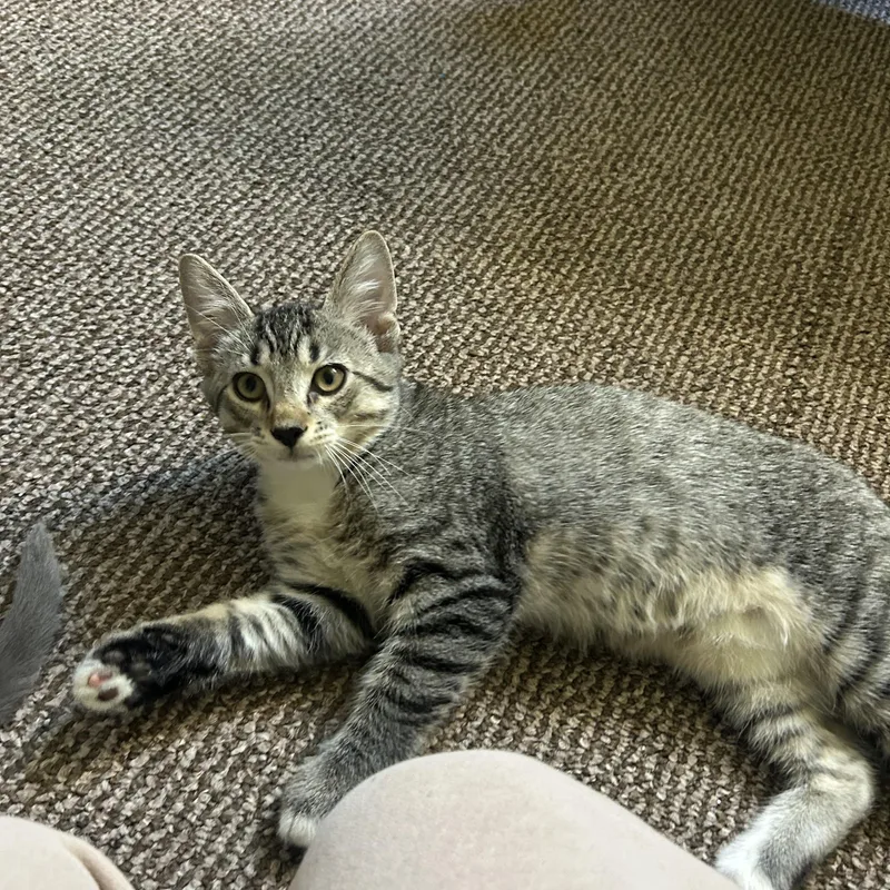 A young medium-sized male Tabby (Brown / Chocolate) Domestic Short Hair cat named Greg for adoption in Hudson, NY