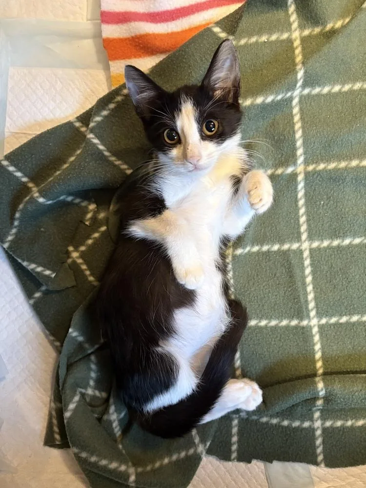 A baby small-sized female Black & White / Tuxedo Domestic Short Hair cat named Activiaaa for adoption in Richardson, TX