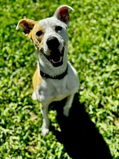 A young medium-sized female Apricot / Beige Jack Russell Terrier dog named Cassie for adoption in Unionville, CT