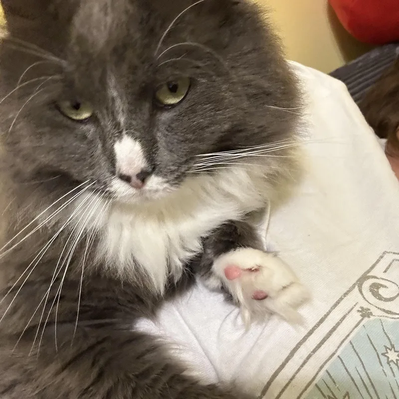 An adult medium-sized male Domestic Long Hair cat named Richard for adoption in Richmond, VA
