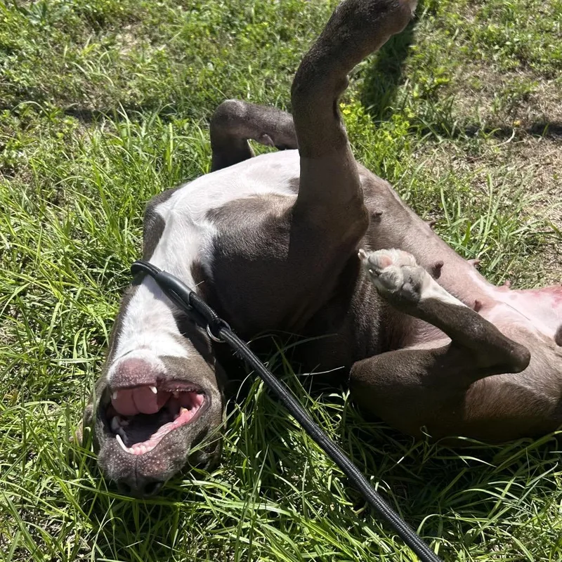 An adult medium-sized female Gray / Blue / Silver Mixed Breed dog named Ella for adoption in Pensacola, FL