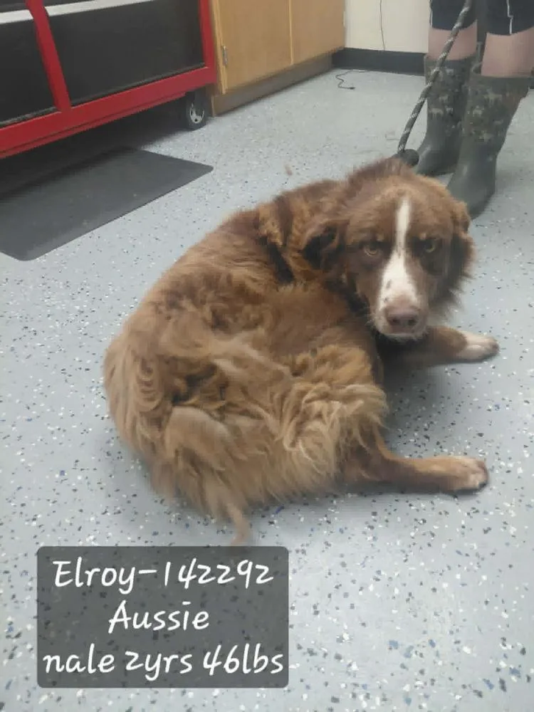 A young medium-sized male Australian Shepherd dog named Elroy for adoption in Manhattan, NY