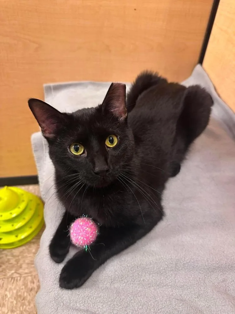 A young medium-sized male Domestic Short Hair cat named Denny for adoption in Chicago, IL