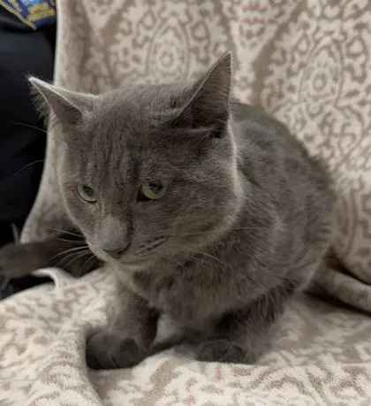 An adult medium-sized male Domestic Short Hair cat named Mouse for adoption in Hamilton, NJ