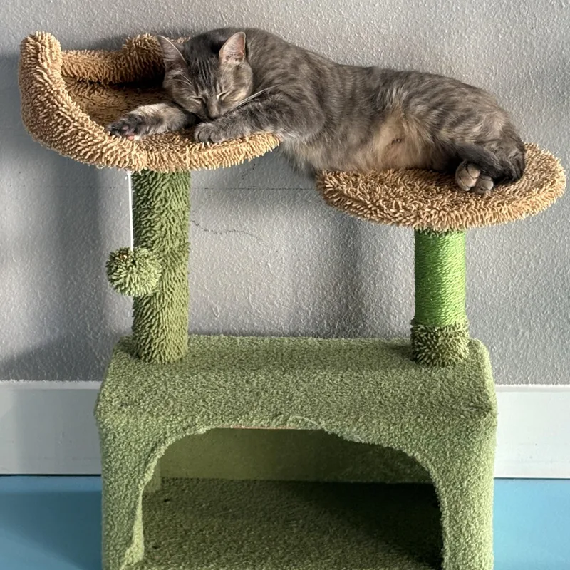 An adult medium-sized female American Shorthair cat named Grace for adoption in Liverpool, TX