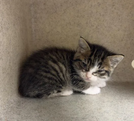 A baby small-sized female Domestic Short Hair cat named Astrid for adoption in Riverside, CA