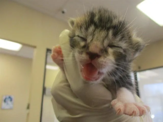 A baby small-sized female Domestic Short Hair cat named Daryl for adoption in Ocala, FL