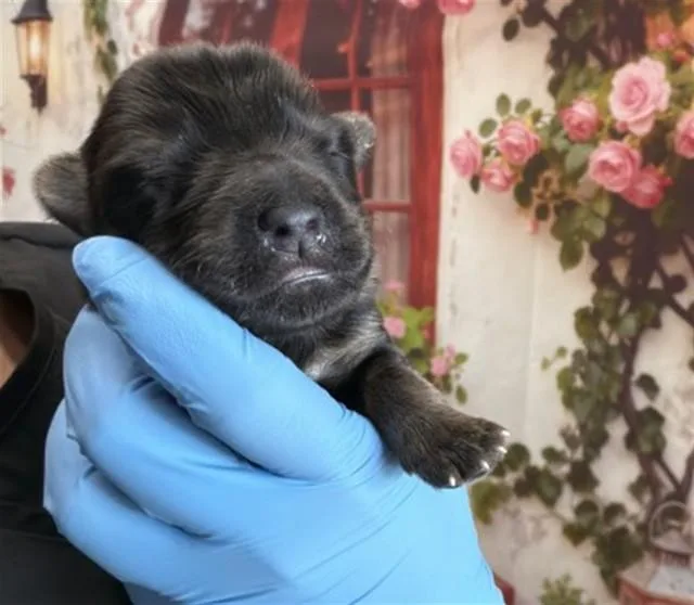A baby small-sized male German Shepherd Dog dog named Winter for adoption in San Bernardino, CA