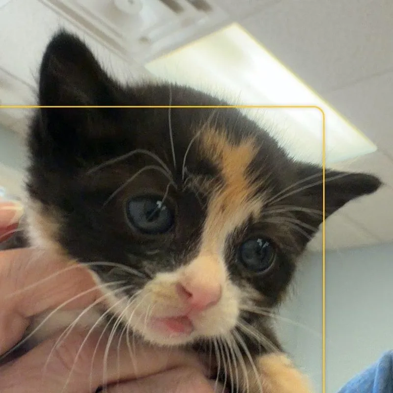 A baby small-sized female Black Domestic Short Hair cat named Maple for adoption in Greensboro, GA