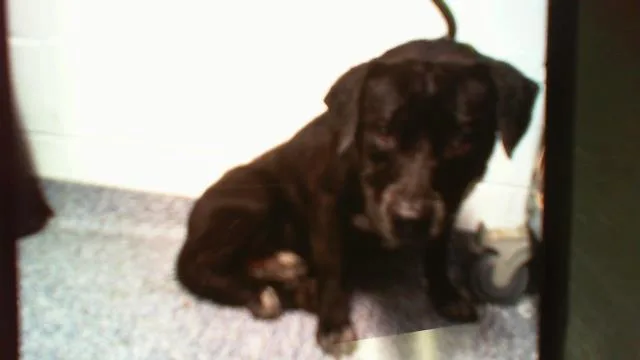 An adult medium-sized male Labrador Retriever dog named Rex for adoption in Charlotte, NC