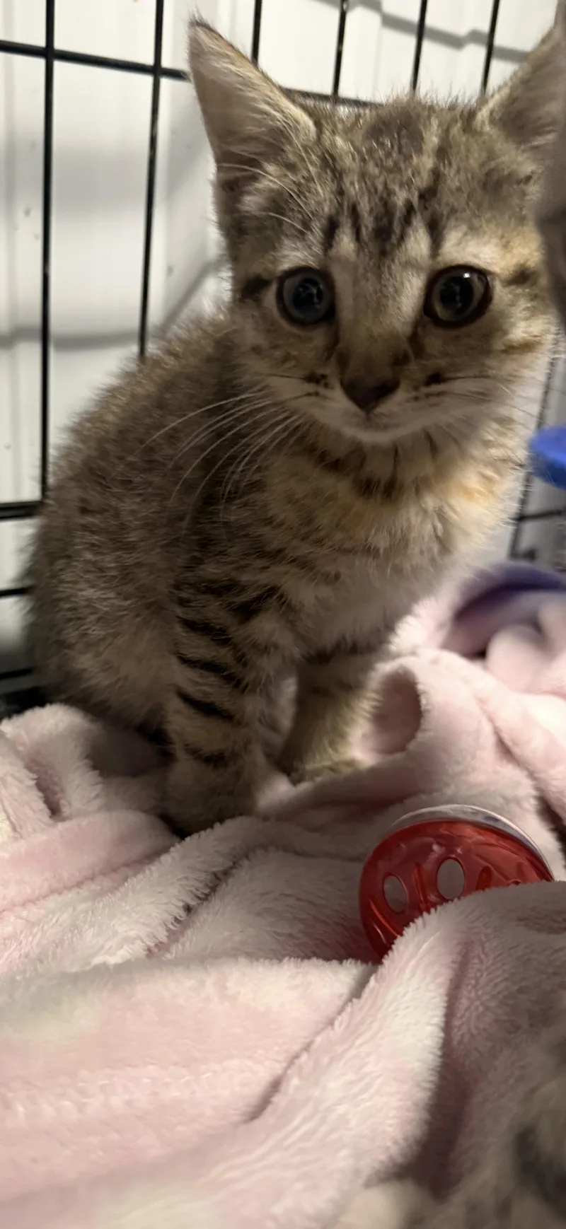 A baby small-sized female Domestic Short Hair cat named Riley for adoption in Taylorsville, KY