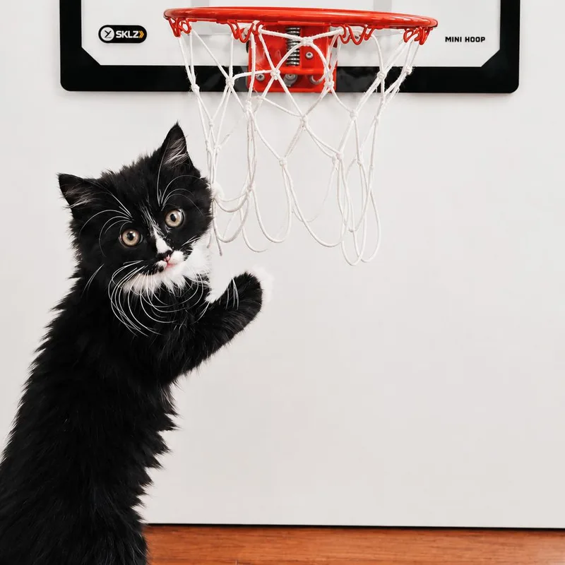 A baby small-sized male Black Domestic Medium Hair cat named Pippen for adoption in Brownsboro, AL