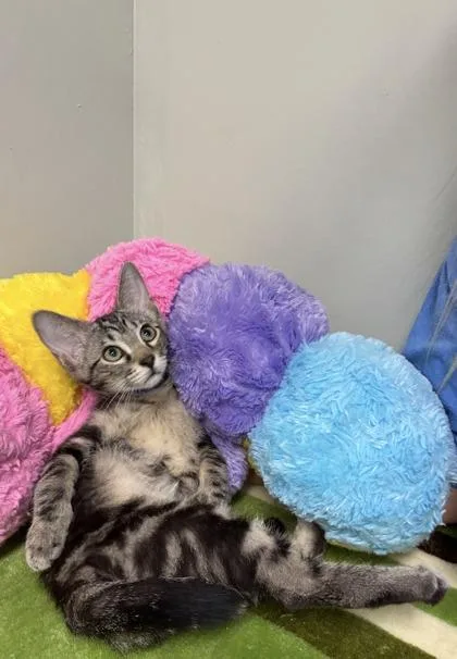 A baby medium-sized male Domestic Short Hair cat named Espresso for adoption in Picayune, MS