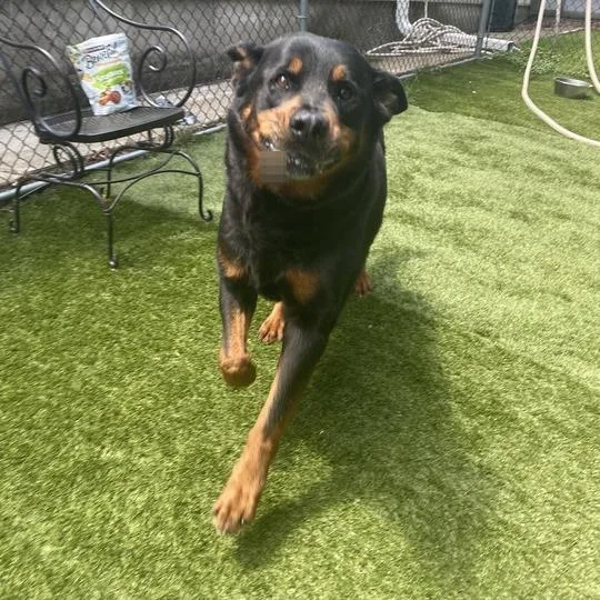 A senior extra large-sized male Black Mixed Breed dog named Tango for adoption in Davenport, IA