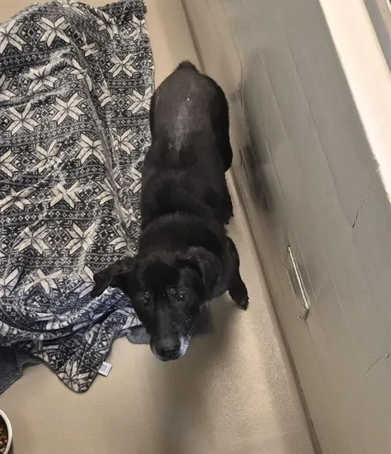 A senior large-sized female German Shepherd Dog dog named Pepper for adoption in Kent, WA